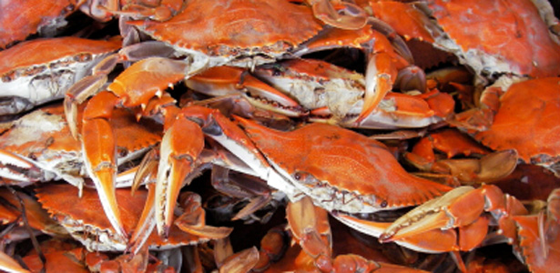 maryland-crab-recipes