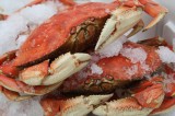 Cold Cracked Dungeness Crab